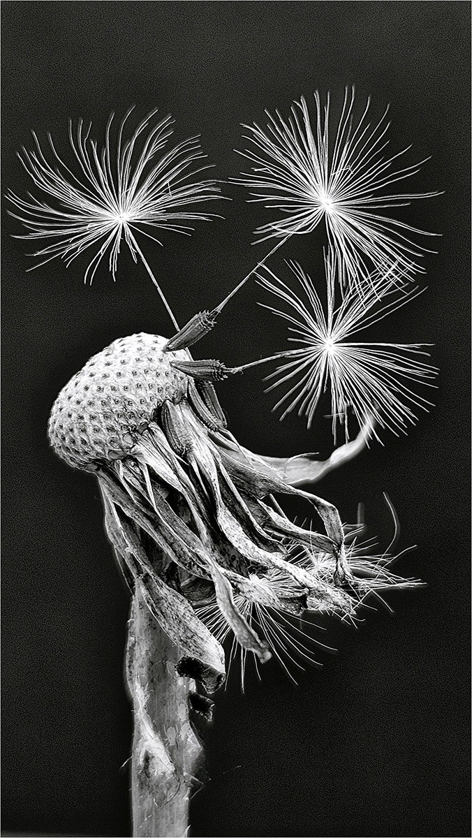 1st Place - Jan Andrew - Dandelion Seedheads
